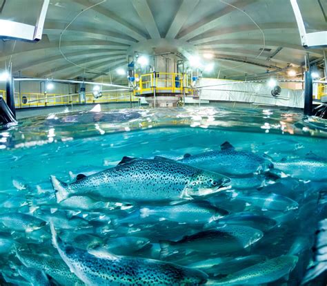 fish site|Investing in aquaculture: the year's key trends .